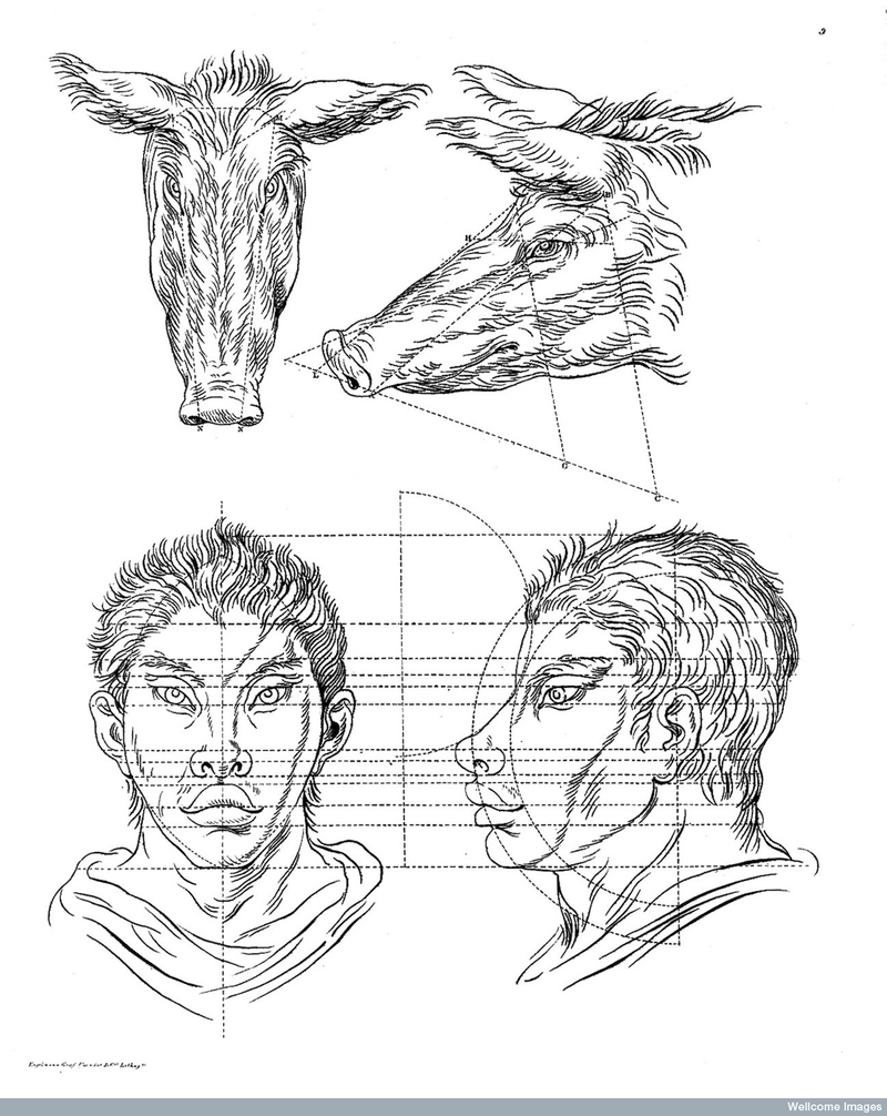 Illustration for article titled Baroque-Era Drawings Reveal Early Ideas About Evolution